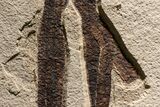 Impressive Fossil Palm and Fish Mural - Ready To Hang #382737-13